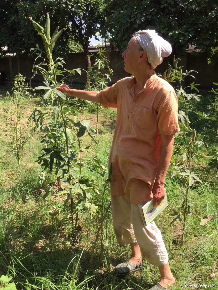 7 month old heirloom bhindi plant producing many seeds